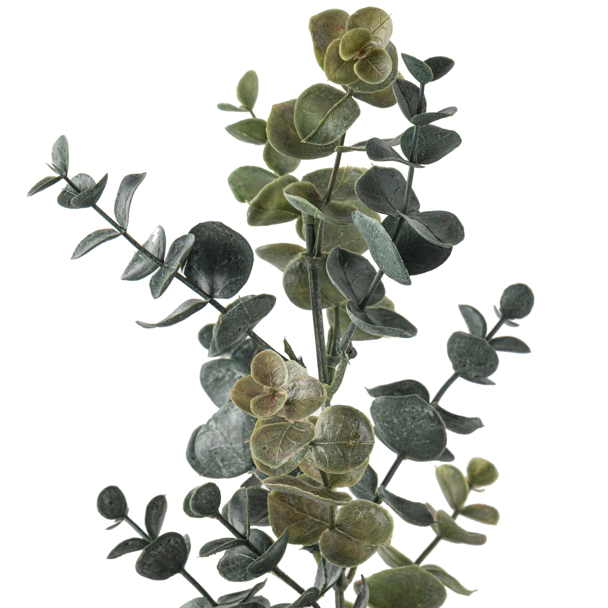 Eucalyptus Stem by Ashland®